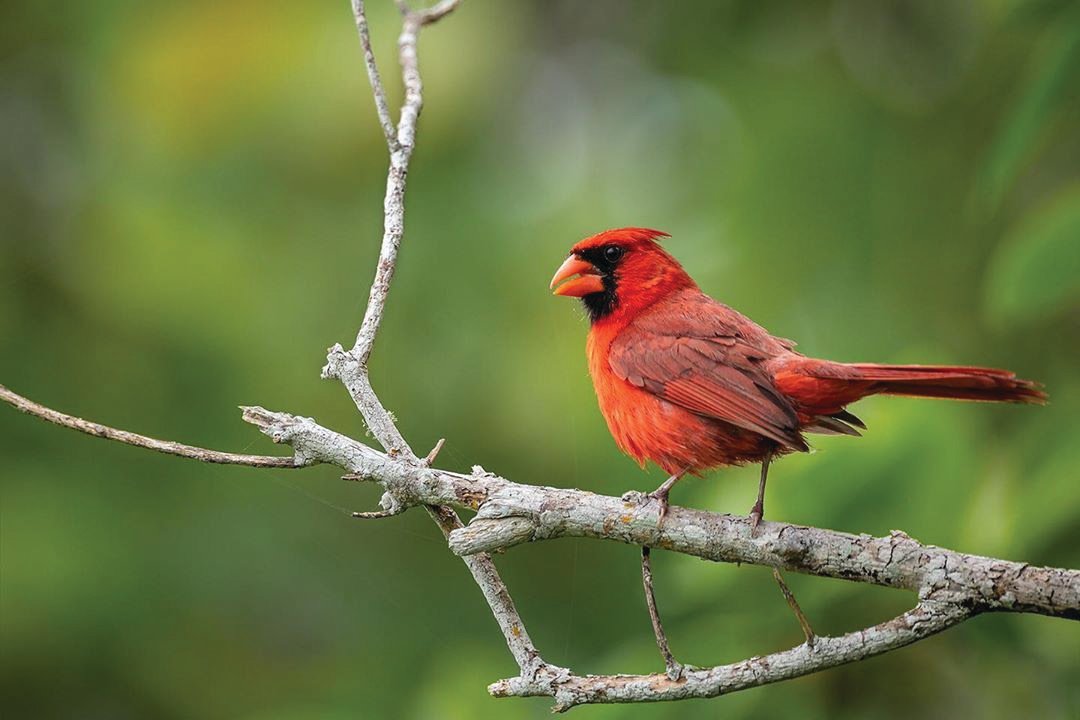A red cardinal perches on a gray branch.